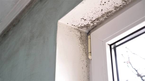 Best Localized Mold Remediation (e.g., coastal areas, humid climates) in Fowlerville, MI