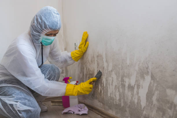 Best Black Mold Remediation in Fowlerville, MI