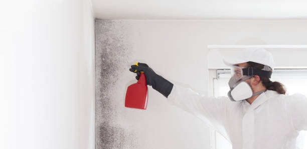 Professional Mold Remediation in Fowlerville, MI