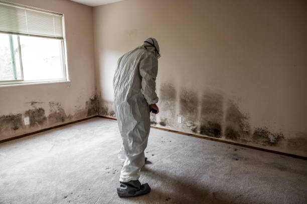 Best Crawl Space Mold Remediation in Fowlerville, MI