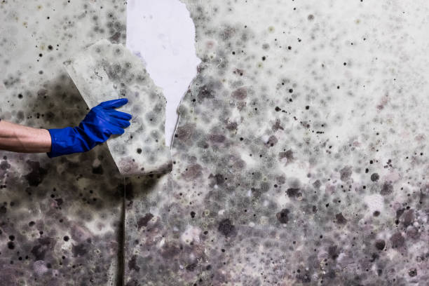 Best Mold Remediation for Specific Building Types in Fowlerville, MI
